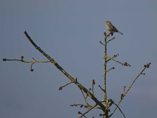 Grauammer  ©Gottfried Bilke