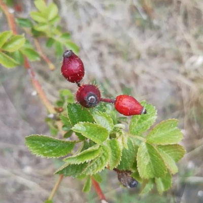 Rosa micrantha ©Heinrich Beigel