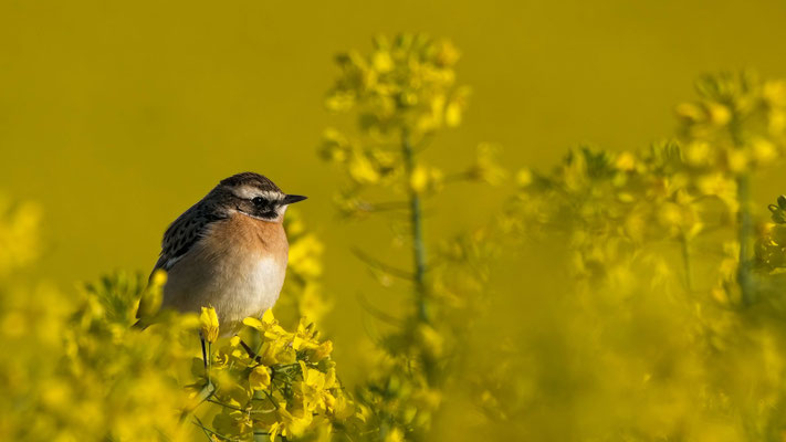Braunkehlchen  ©Gottfried Bilke
