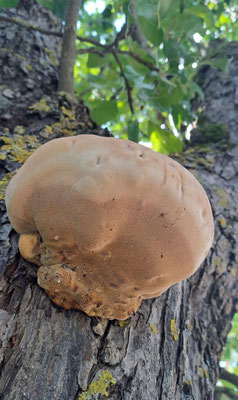 Schillerporling auf Apfelbaum  ©Margareta Loscher