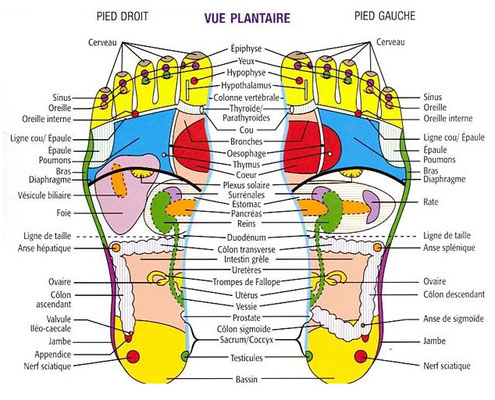 zones réflexes- réflexologie-plantaire-nice