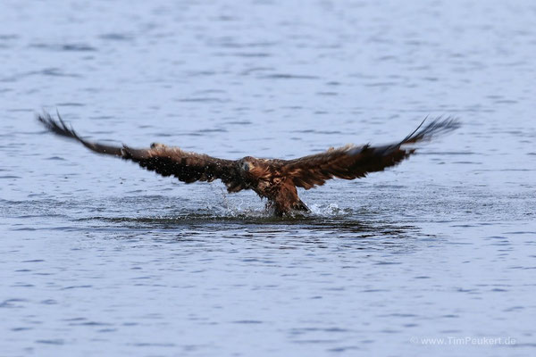 Seeadler zugriff