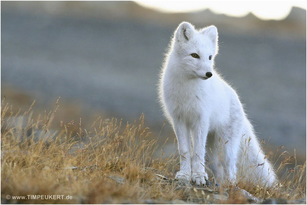 Wildlife in Norwegen