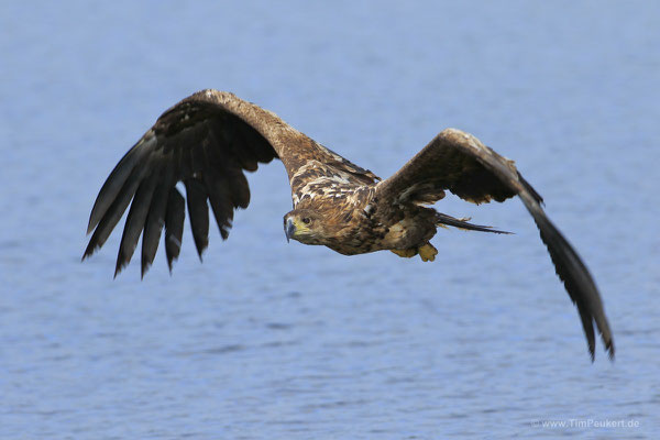 Seeadler, die Beute fest im Blick