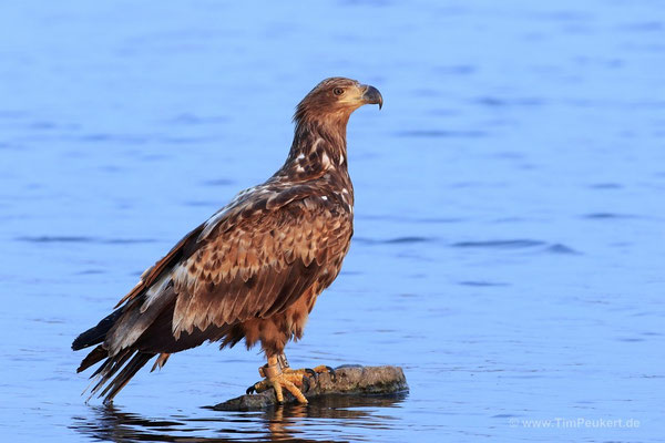 Seeadler im ersten Sonnenlicht