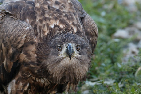 Abwehrhaltung Seeadler ganz nah.