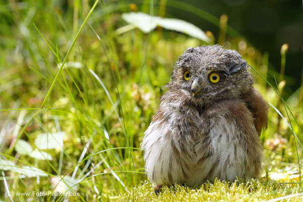 Einer der vier Jungvögel die in dieser Bruthöhle groß geworden ist.