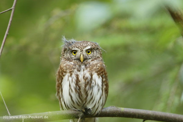 Jungvogel 2019