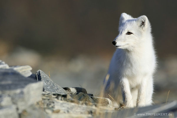 Polarfuchs Wildlife Norwegegen