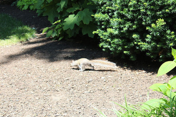 公園にたくさん走っているリス