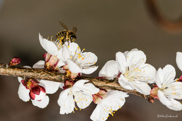 Fotografie Blume