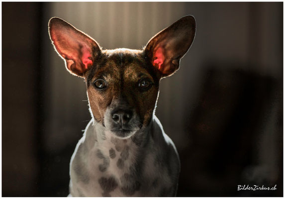 Hundefotografie