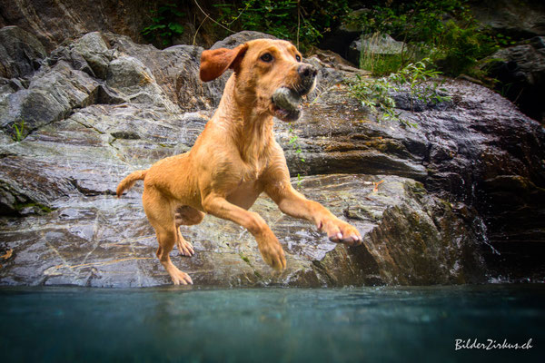 Hundefotografie