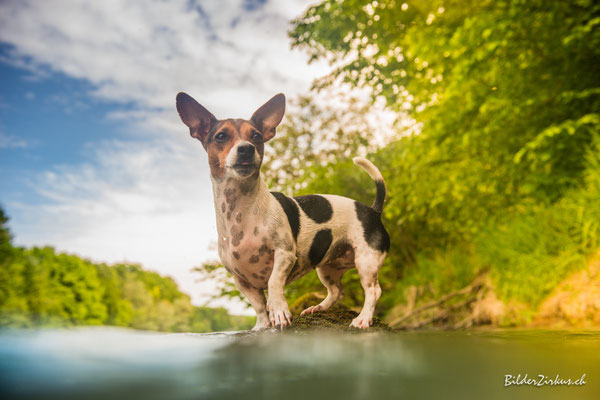Hundefotografie