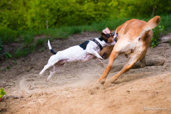 Hundefotografie