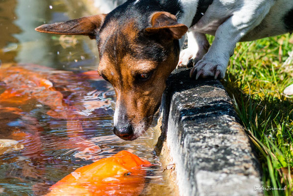 Fotografie Hund küsst fisch