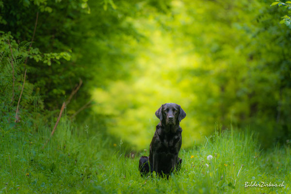 Hundefotografie