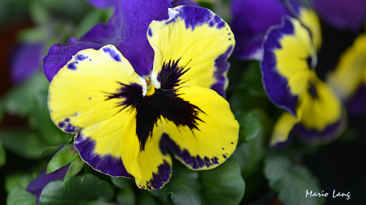 Fotografie Blume