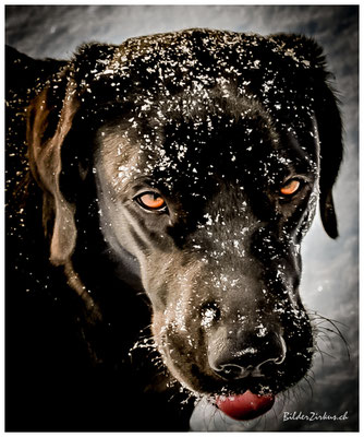 Hundefotografie