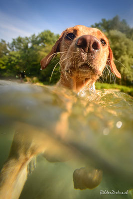 Hundefotografie