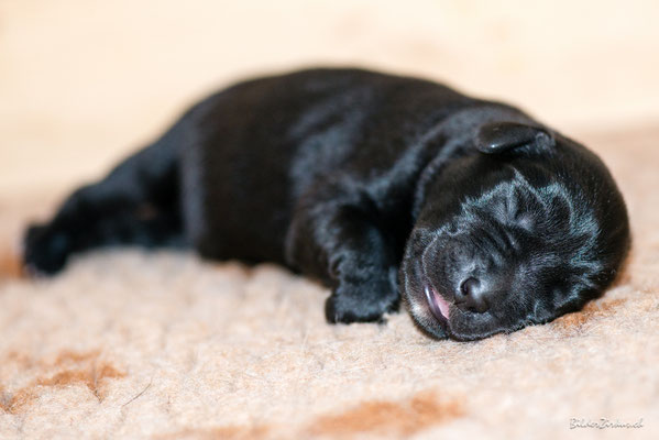 Fotografie Hundebaby