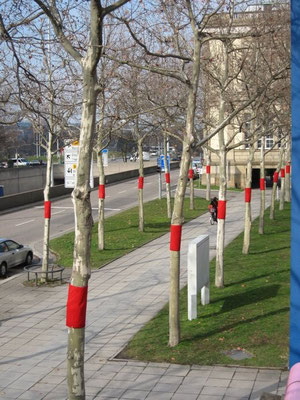 „bleeding trees“ in Stuttgart 