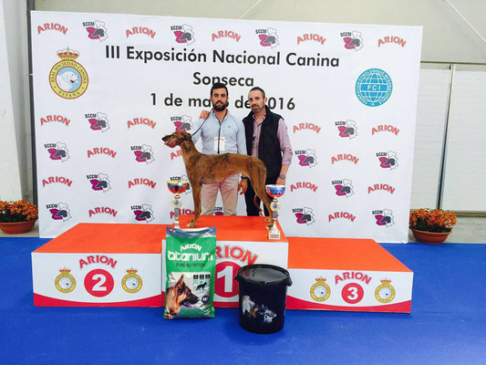 ESCARLATA DE LA TRAILLA (HIJA DE CHACAL Y CLAVIJA) CAMPEONA ABSOLUTA (BIS) EN EL CONCURSO MORFOLÓGICO DEL GALGO ESPAÑOL CELEBRADO EN SONSECA