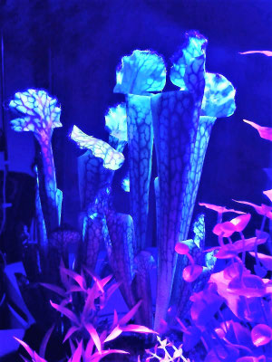 Avatar Pandora Diorama