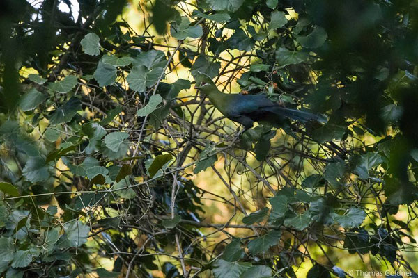 Knysna Turaco - Wanderung "Elephant hiking trail"