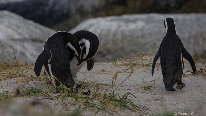 Afrikanische Pinguine - Simon's Town