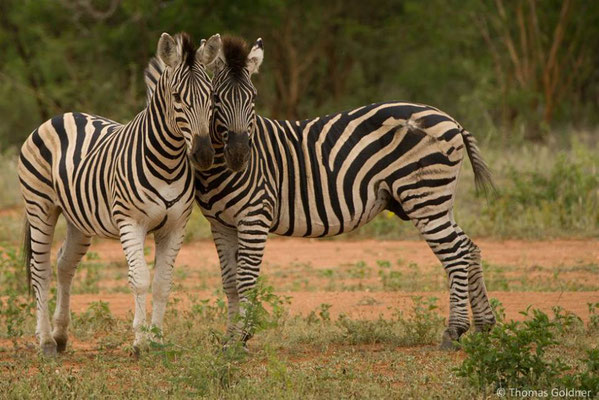 Steppenzebras - Kruger Nationalpark