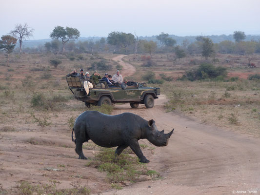 Praktisches Training - Spitzmaul Nashorn Begegnung