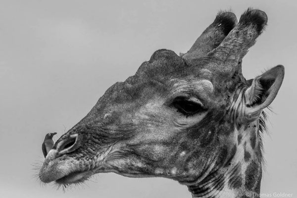 Giraffe mit Rotschnabel-Madenhacker