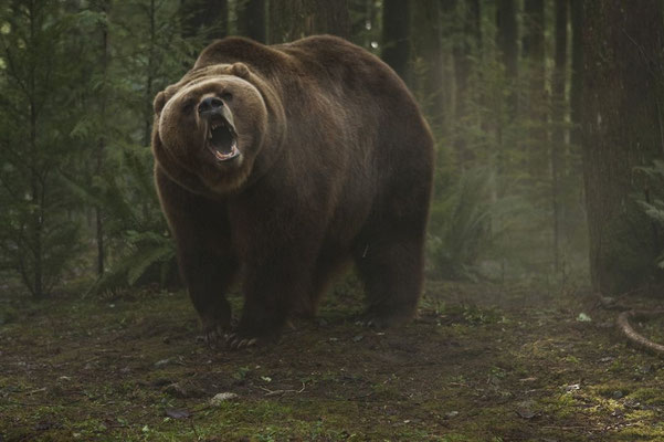 Piégés de David Hackl - 2015 / Horreur - Animal Tueur