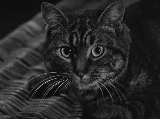 Le Spectre Du Chat de John Gilling - 1961 / Horreur  