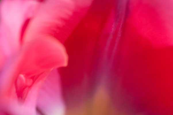 Farbenmeer einer Tulpe