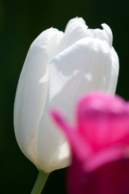 Tulpe im Mai