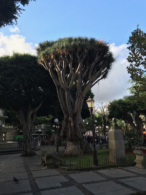 La Palma © Tiegel-Reisen 