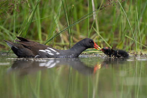 Teichhuhn mit Jungem am Wildbergweiher © Niklaus Troxler