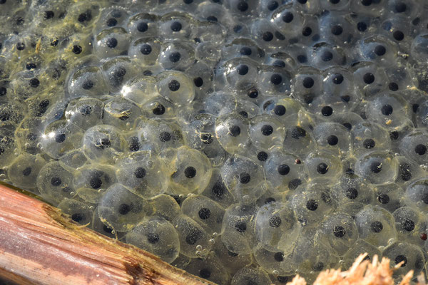 Grasfrosch-Eier, Ausschnitt aus einem Laichballen   © Karin Schneider