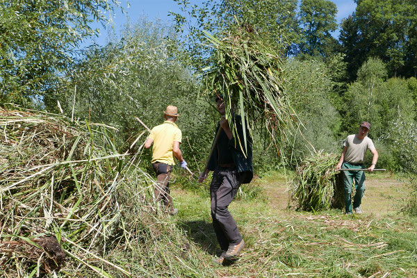 Mit dem Streueschnitt werden Eiablageplätze für die Ringelnatter geschichtet.