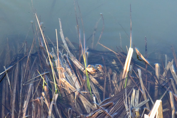 Erdkröten-Laichschnüre, um die Vegetation gespannt   © Karin Schneider