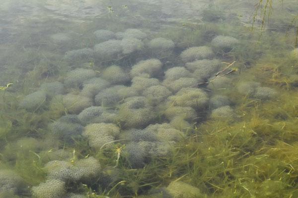 Teppich von Grasfrosch-Laichballen   © Karin Schneider