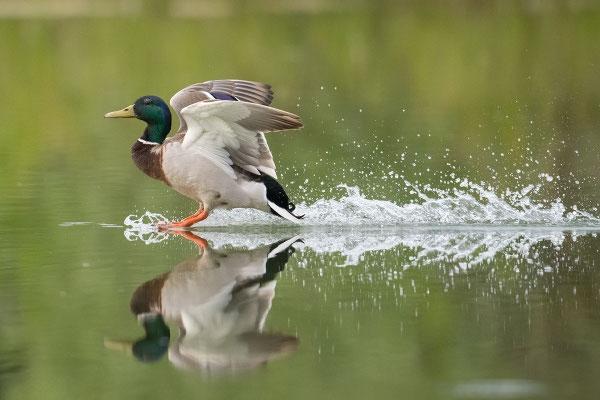 Stockente © Adrian Wullschleger