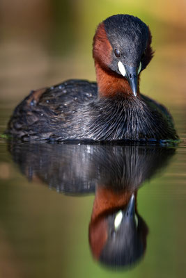 Zwergtaucher am Wildbergweiher © Niklaus Troxler