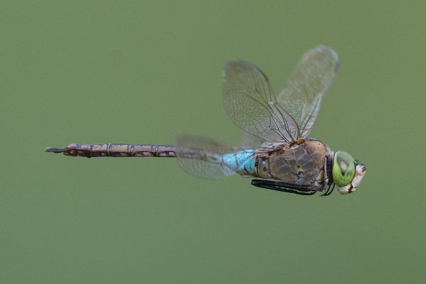 Kleine Königslibelle © Adrian Wullschleger