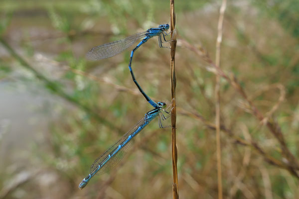 Gabel-Azurjungfer-Paar am Dürlefweiher © Manfred Steffen