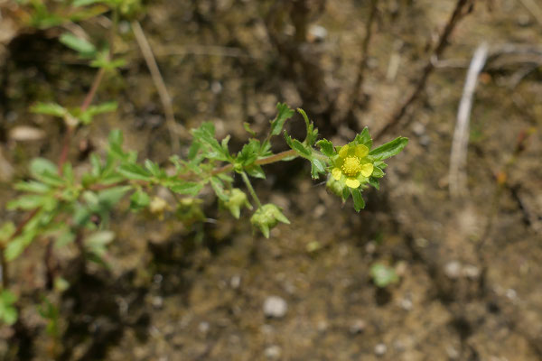 Das in der Schweiz nur noch an wenigen Standorten vorkommende Niederliegende Fingerkraut entwickelte sich auf dem feuchten, kahlen Lehmboden. © Manfred Steffen