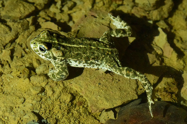 die Kreuzkröte als Pionierart hat den neuen Weiher besiedelt © Karin Schneider