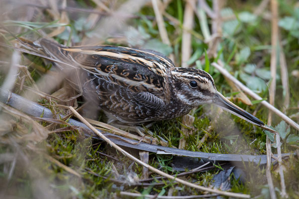 Zwergschnepfe in der Riedweise am Eichmattweiher © Adrian Wullschleger